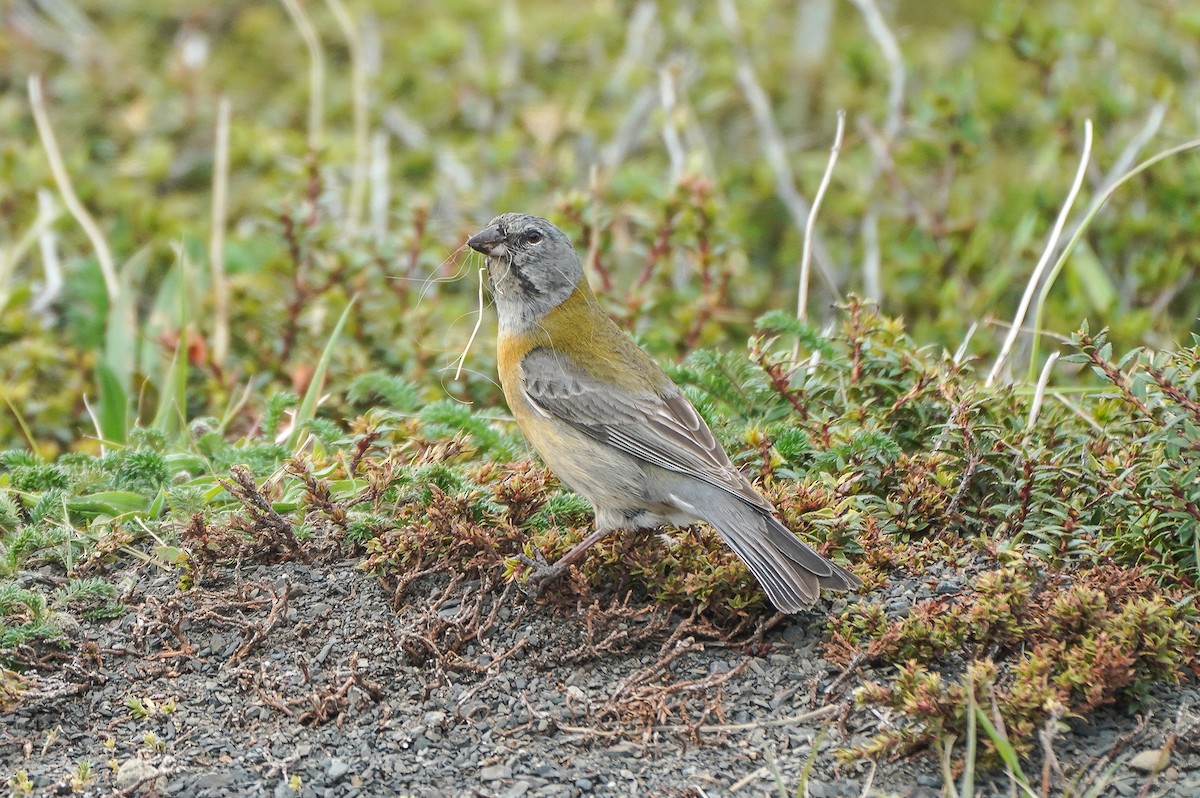 Gray-hooded Sierra Finch - ML645517098