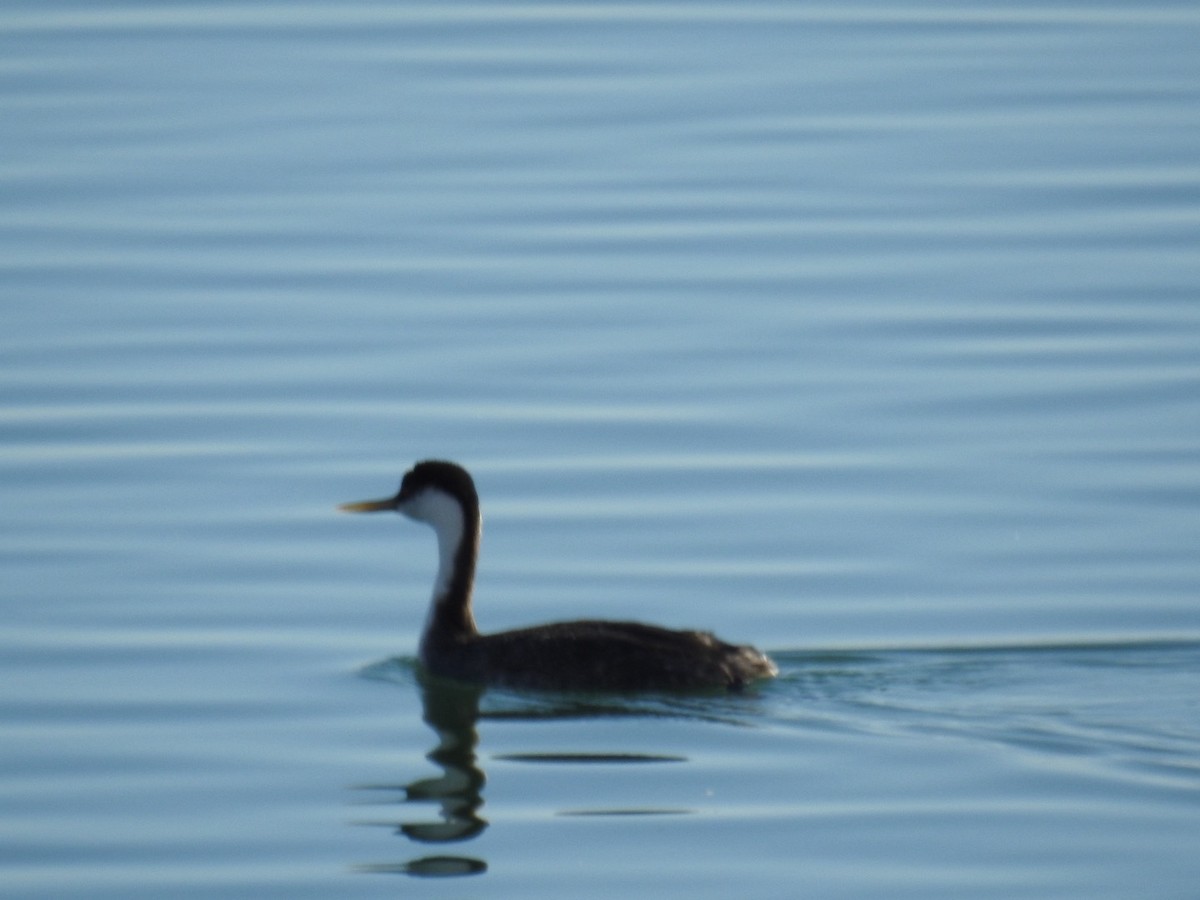 Western Grebe - ML645517107