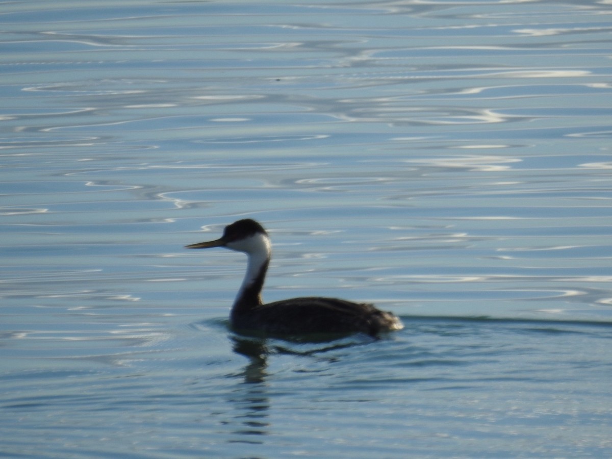Western Grebe - ML645517108