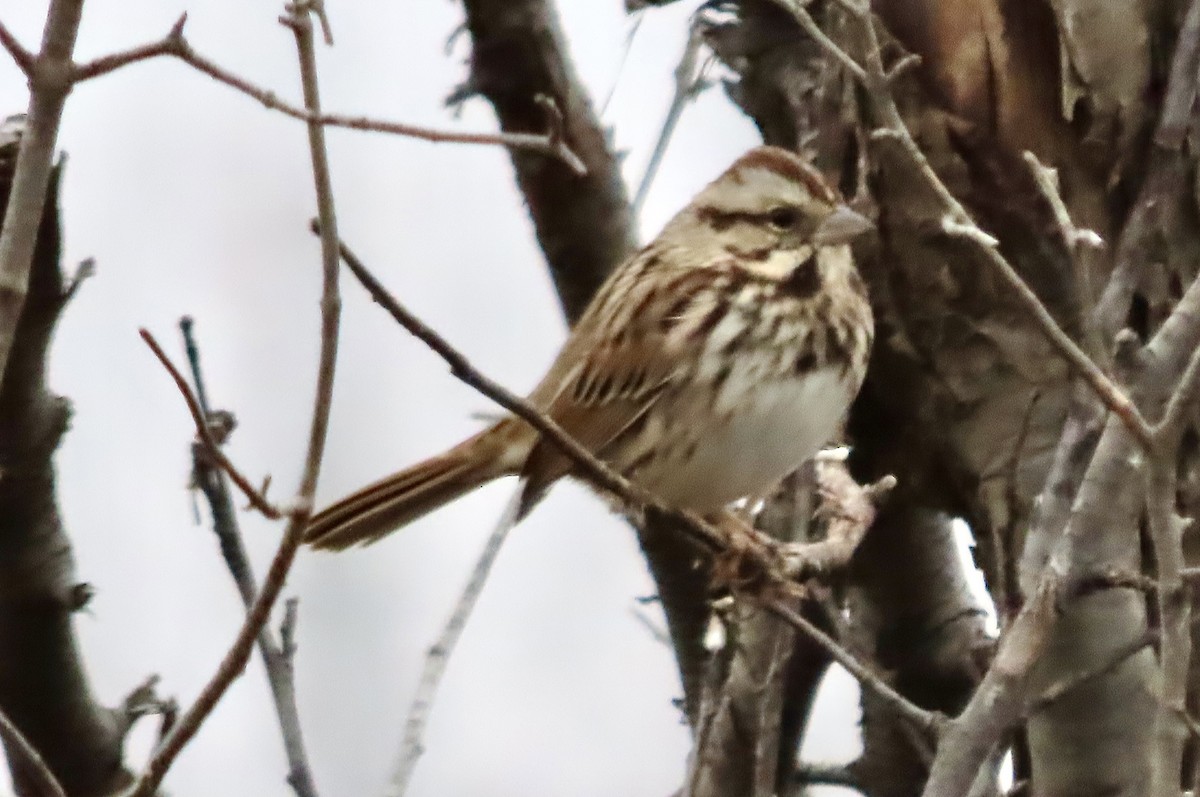 Song Sparrow - ML645517112
