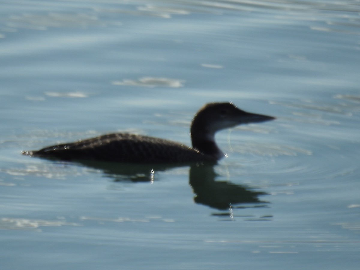 Common Loon - ML645517123
