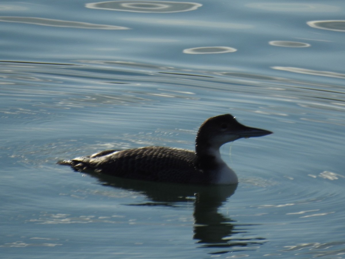 Common Loon - ML645517124