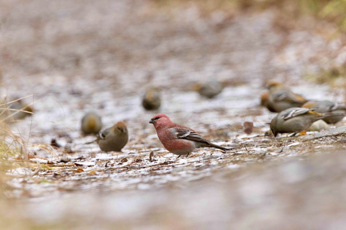 Смеречник тайговий - ML645517146