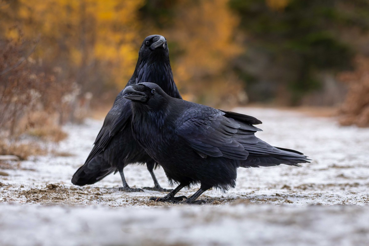 krkavec velký - ML645517164