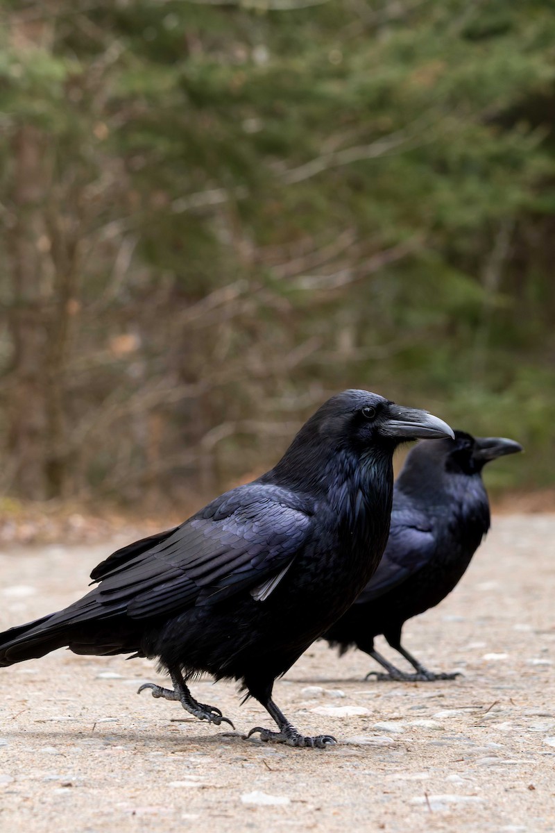 krkavec velký - ML645517165