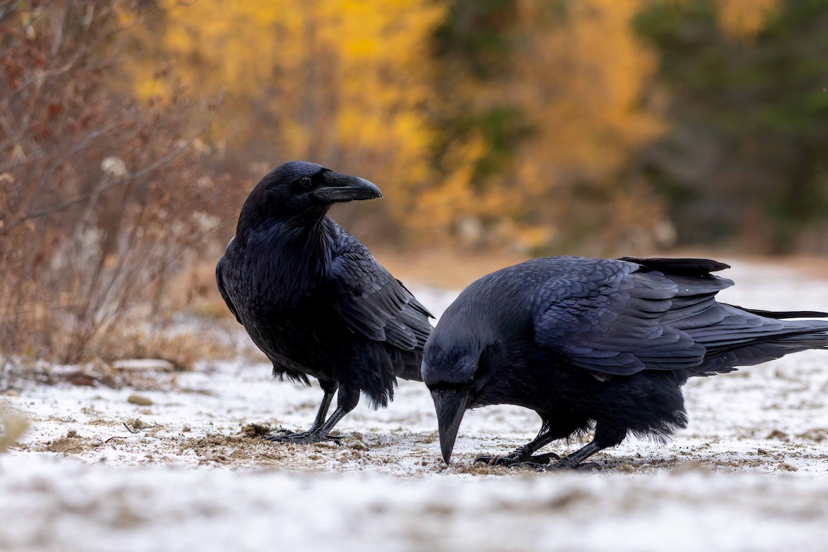 krkavec velký - ML645517166