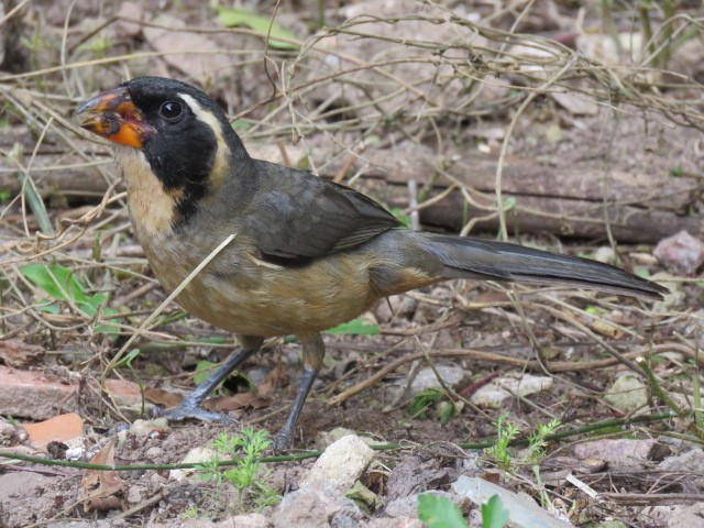 oransjenebbsaltator - ML645517167