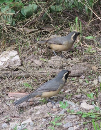 oransjenebbsaltator - ML645517168