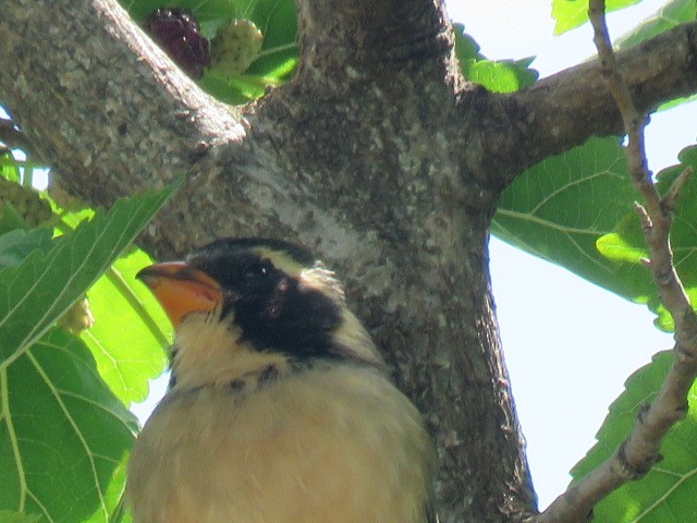 oransjenebbsaltator - ML645517169