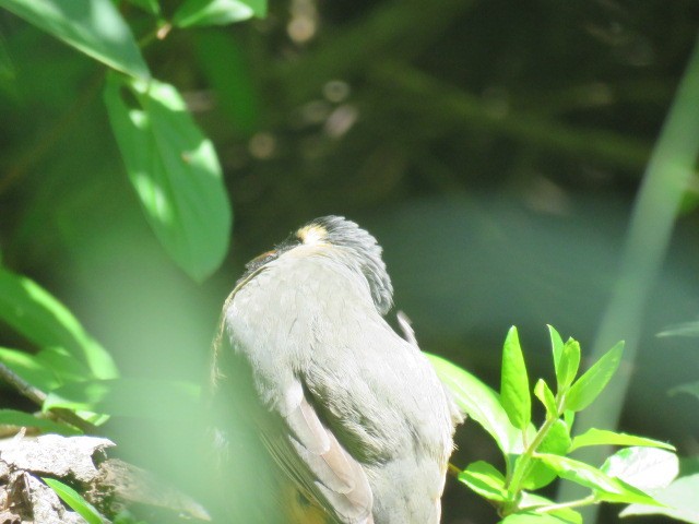 oransjenebbsaltator - ML645517170