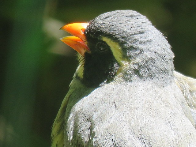 oransjenebbsaltator - ML645517171