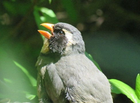 oransjenebbsaltator - ML645517172