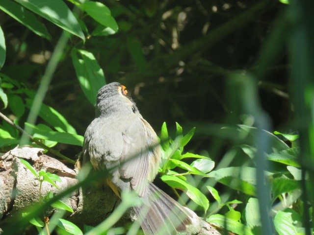 oransjenebbsaltator - ML645517173