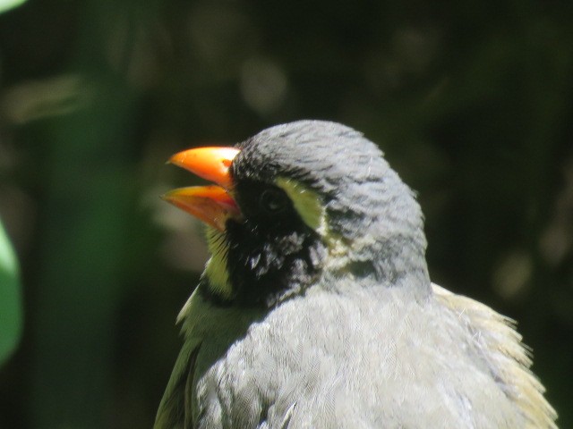 oransjenebbsaltator - ML645517174