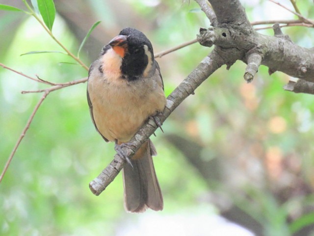 oransjenebbsaltator - ML645517175