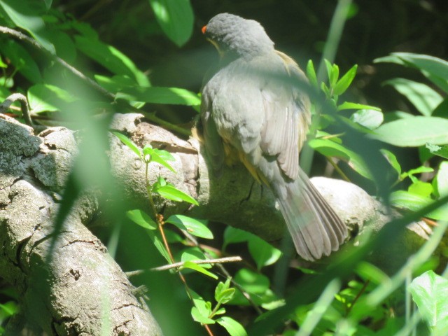 oransjenebbsaltator - ML645517176