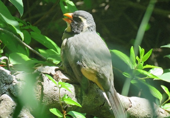 oransjenebbsaltator - ML645517177