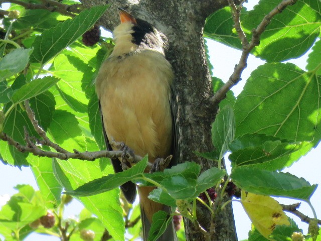 oransjenebbsaltator - ML645517178