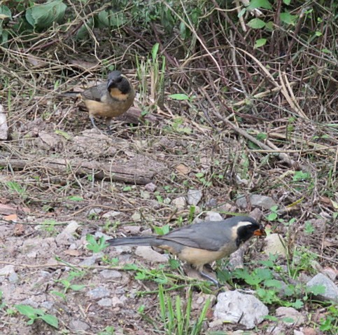 oransjenebbsaltator - ML645517179