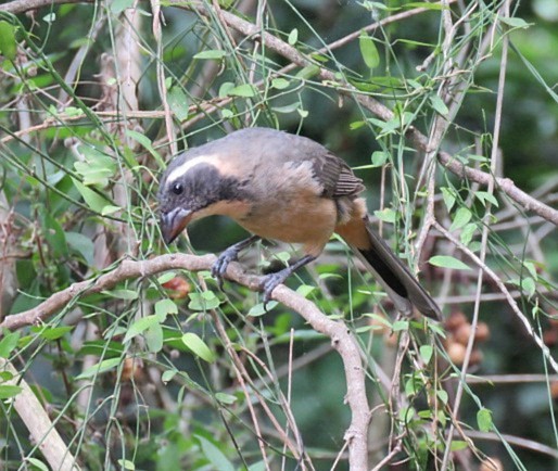 oransjenebbsaltator - ML645517180