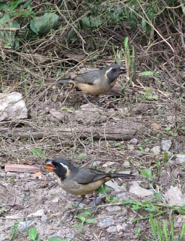 oransjenebbsaltator - ML645517181