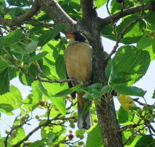 oransjenebbsaltator - ML645517182