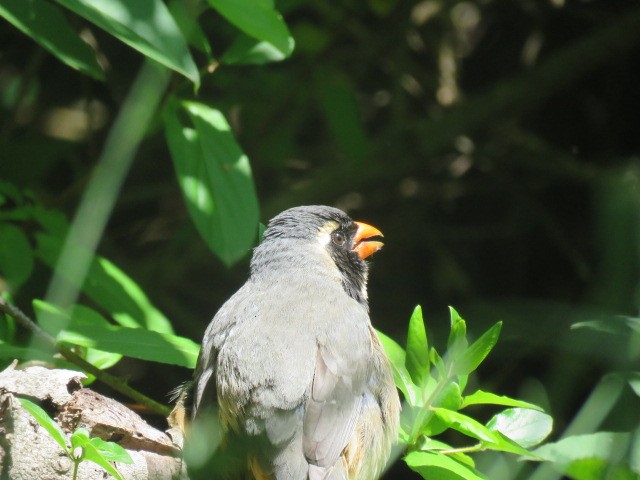 oransjenebbsaltator - ML645517183