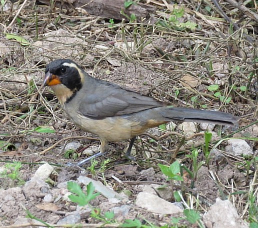 oransjenebbsaltator - ML645517184