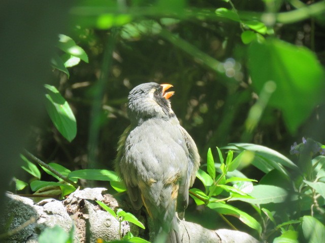 oransjenebbsaltator - ML645517185