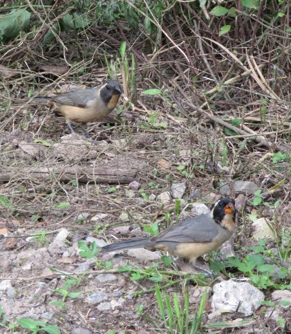 oransjenebbsaltator - ML645517186