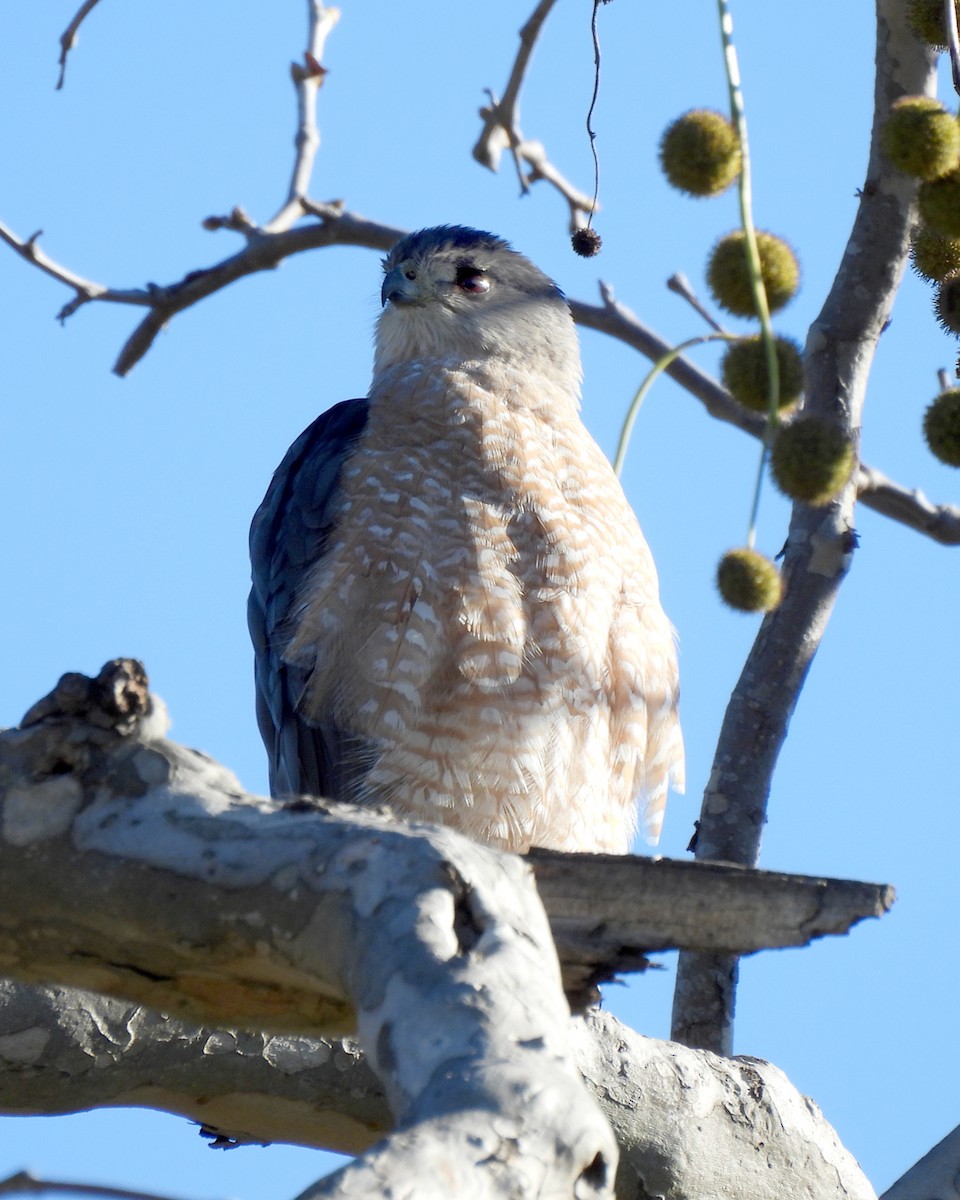 Cooper's Hawk - ML645517187