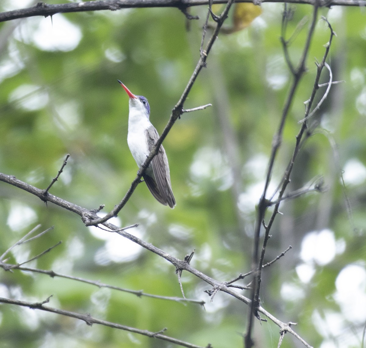 Violet-crowned Hummingbird - ML645517198