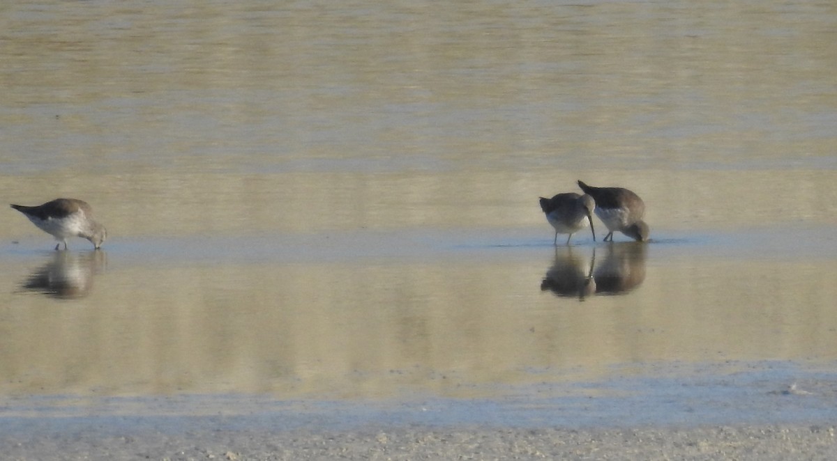 Stilt Sandpiper - ML645517203