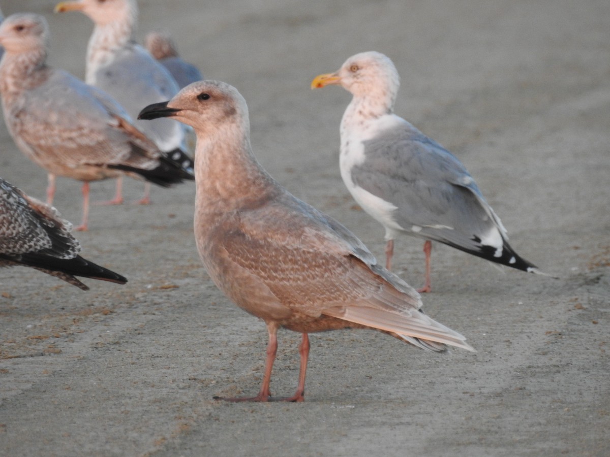 Glaucous-winged Gull - ML645517213