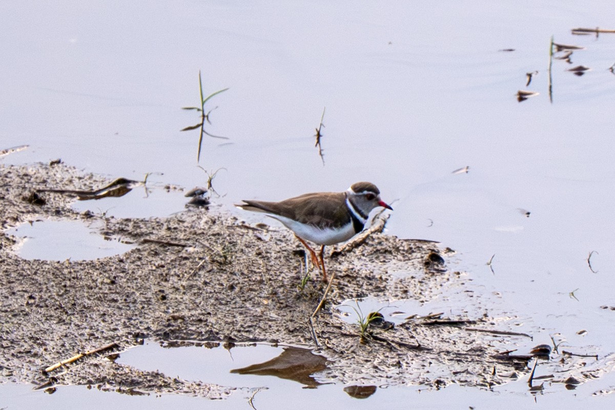 Three-banded Plover - ML645517215