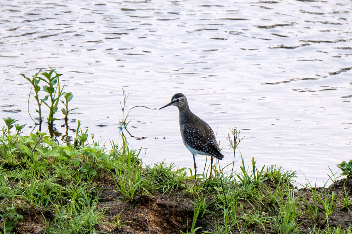 vodouš bahenní - ML645517217