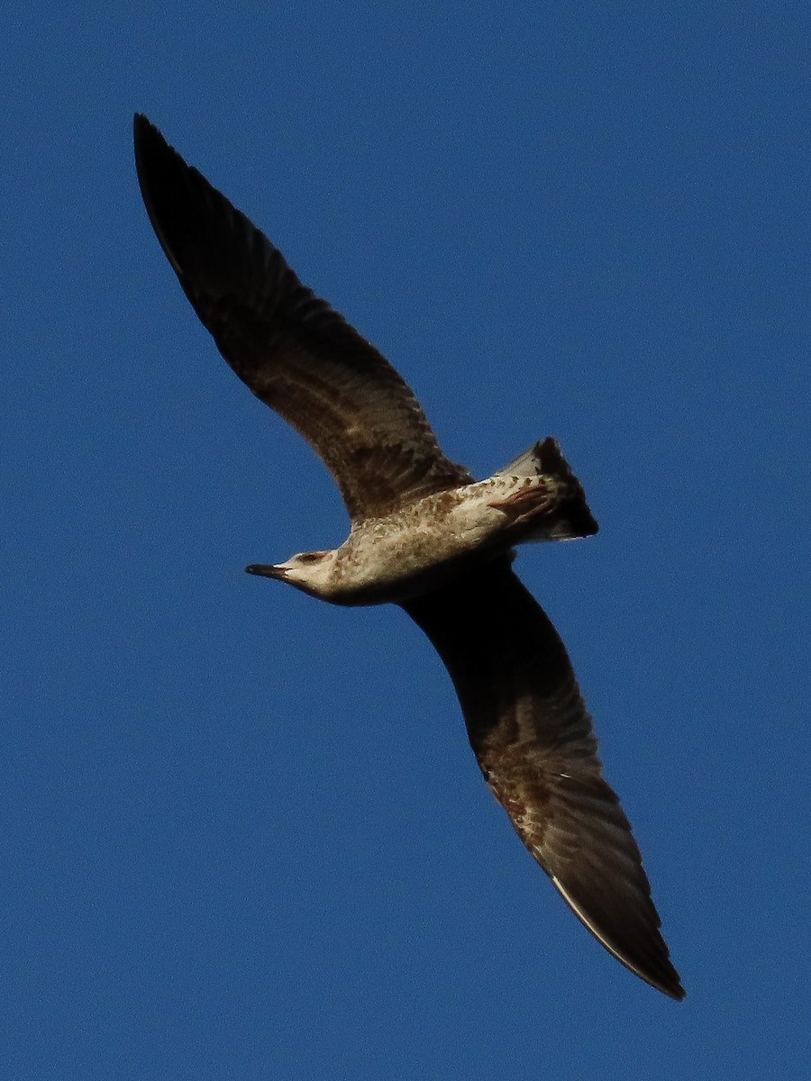 Lesser Black-backed Gull - ML645517222