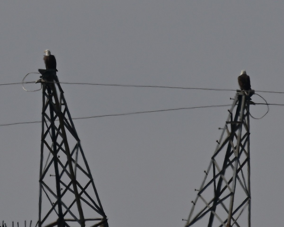 Bald Eagle - ML645517227