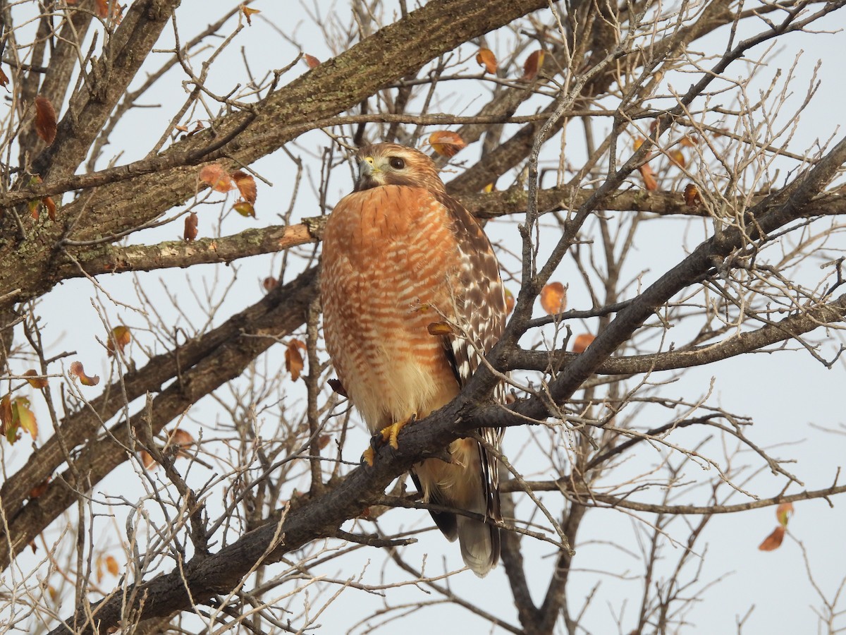 Red-shouldered Hawk - ML645517232