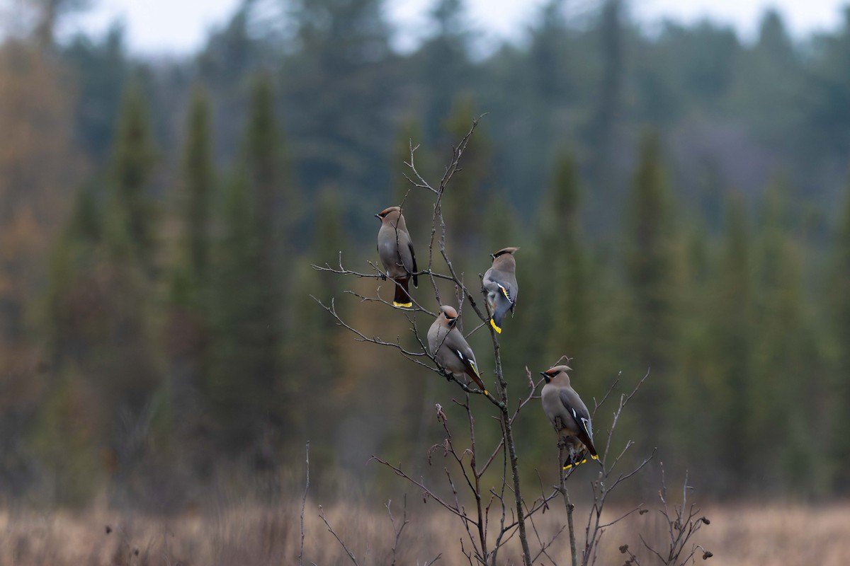 Bohemian Waxwing - ML645517240