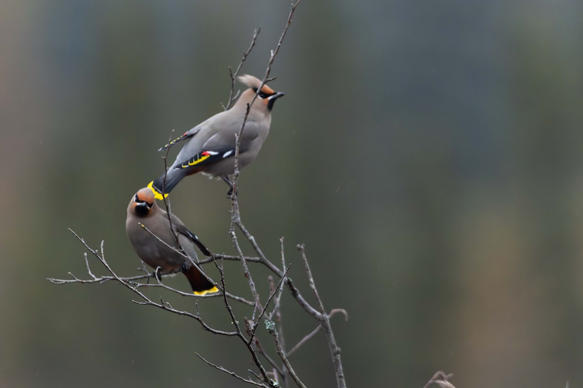 Bohemian Waxwing - ML645517241