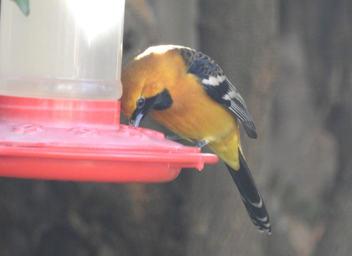 Hooded Oriole - ML645517254