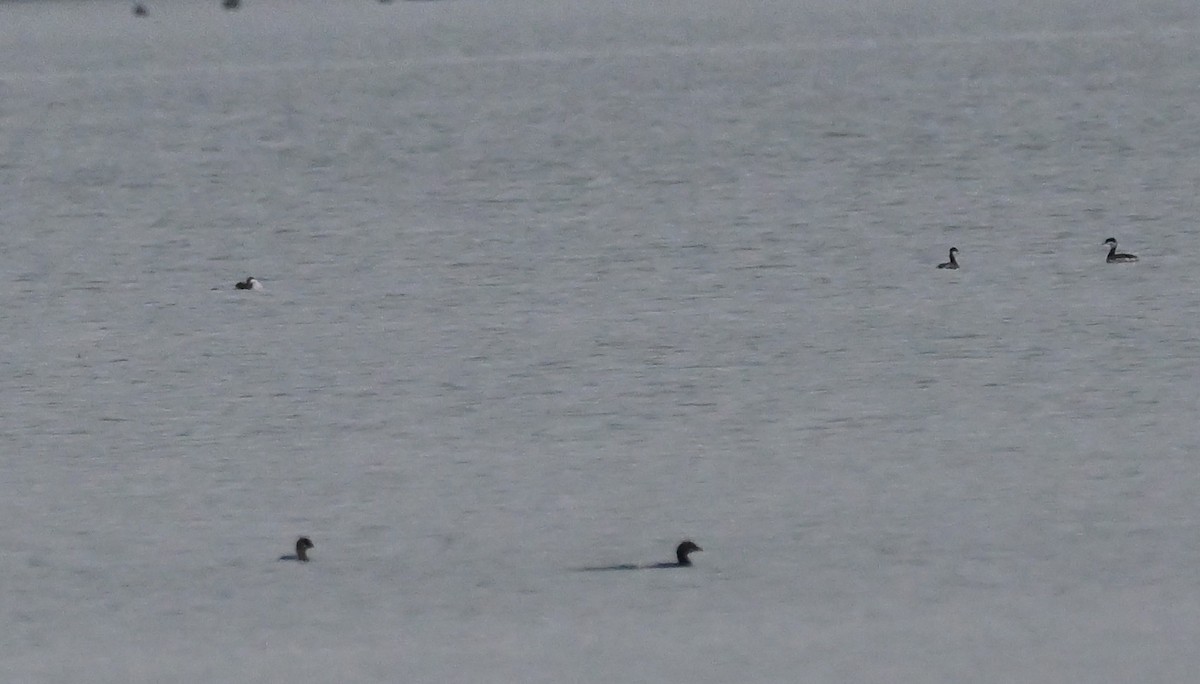 Horned Grebe - ML645517258