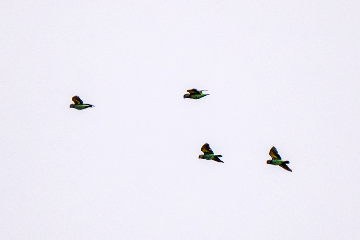 チャガシラハネナガインコ - ML645517259