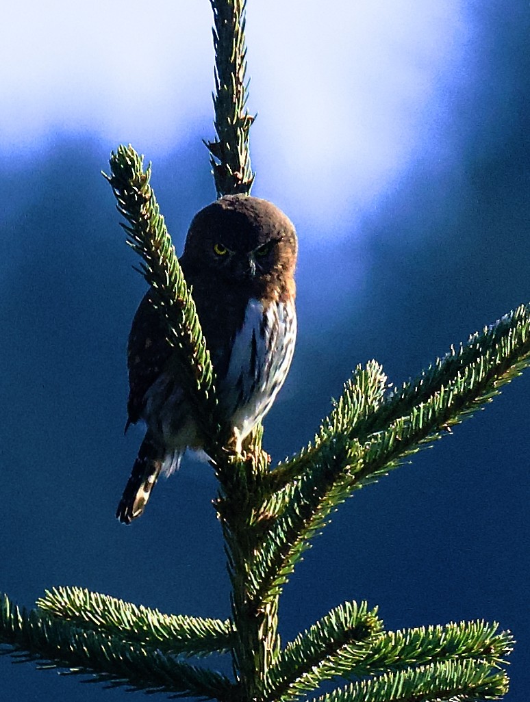 Northern Pygmy-Owl - ML645517267
