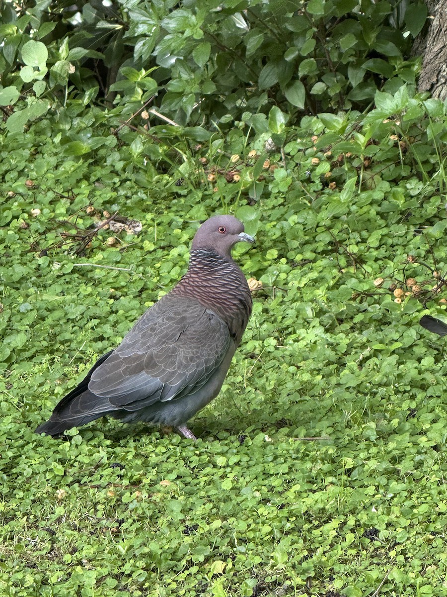 Темнохвостый голубь - ML645517273