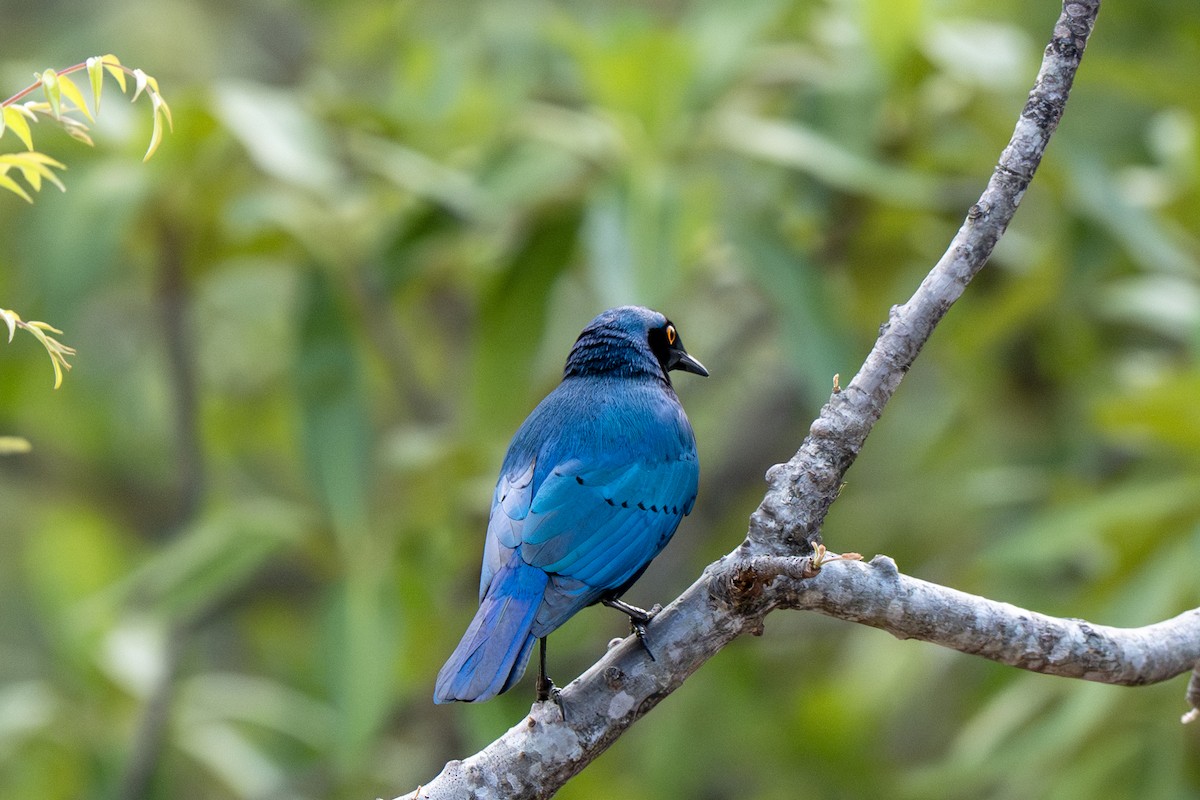 Greater Blue-eared Starling - ML645517281
