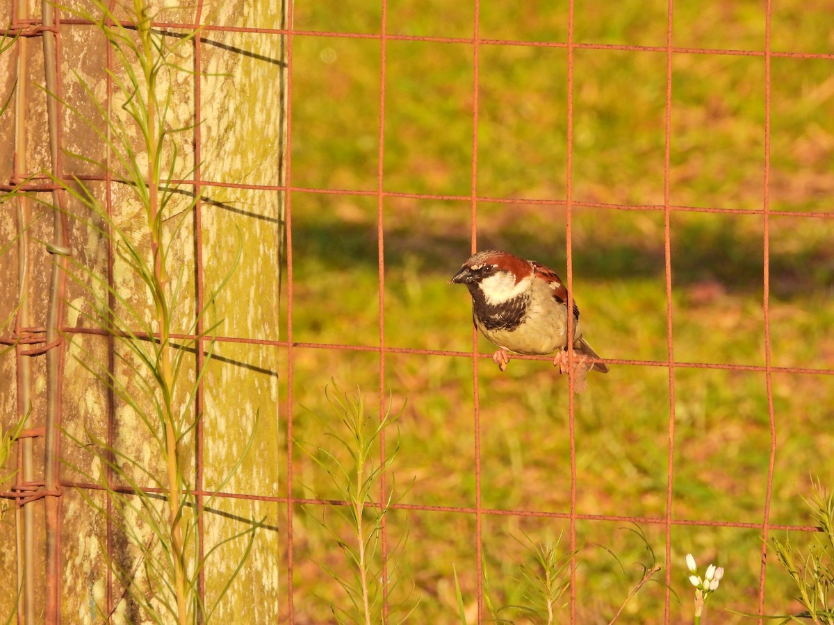House Sparrow - ML645517282