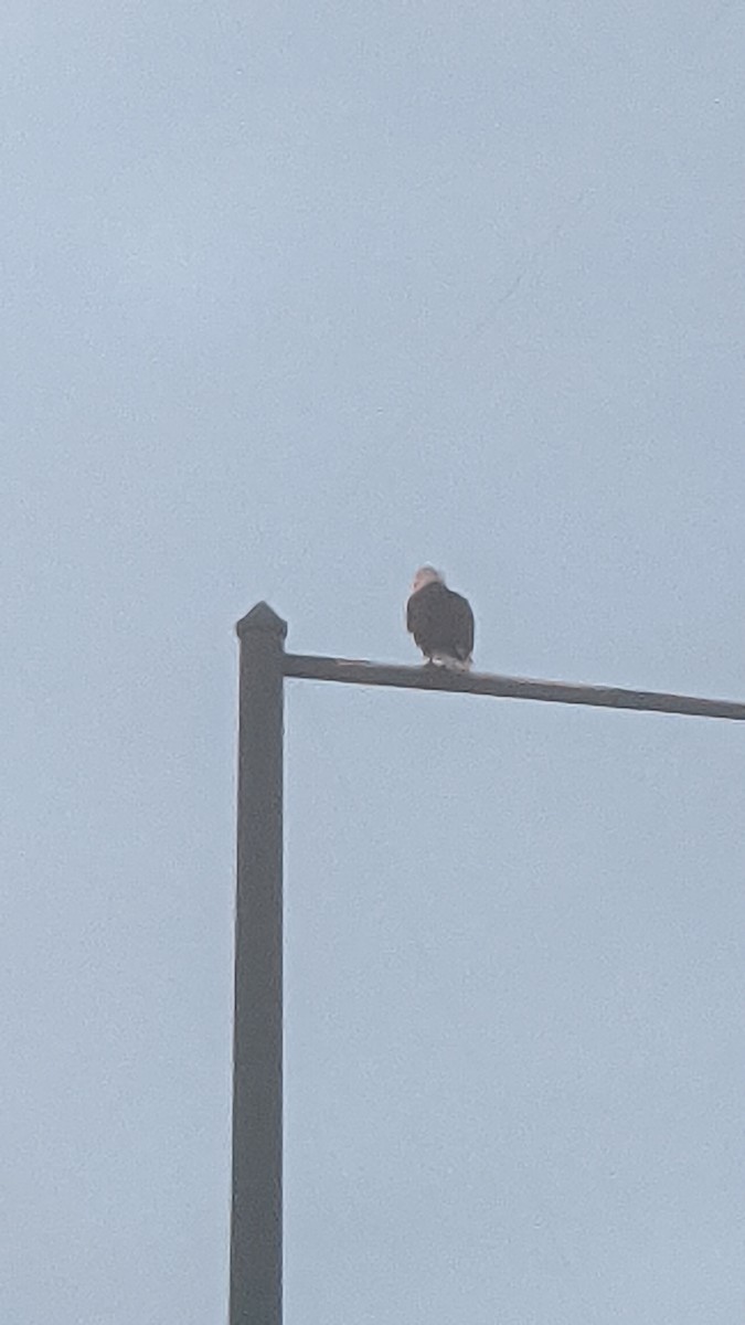 Bald Eagle - ML645517286