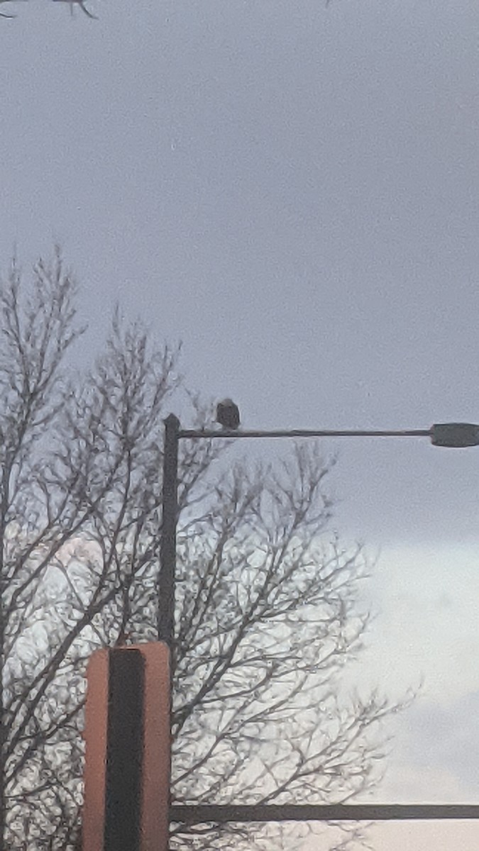 Bald Eagle - ML645517288